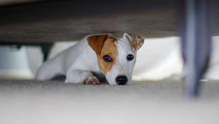 Köpeğim evde yalnız kalamıyor...
