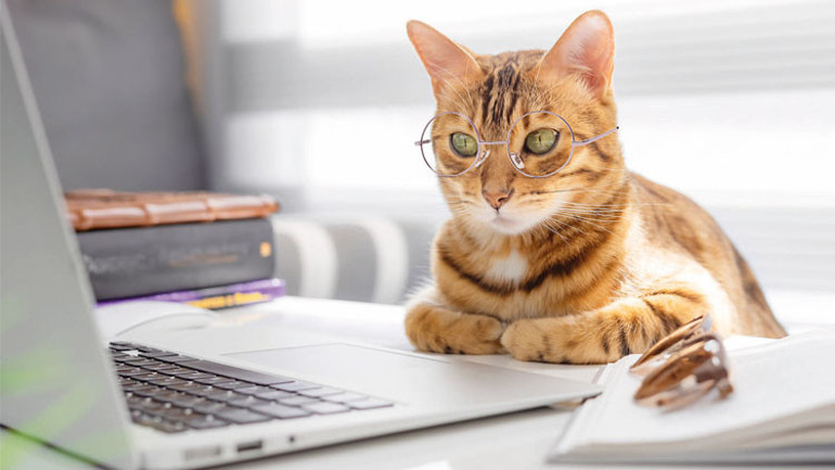 Kedi istismarına son verelim
