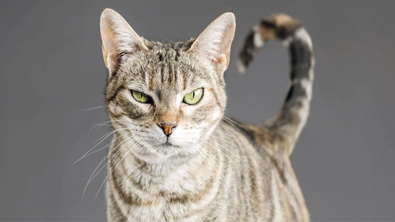 Kedi istismarına son verelim