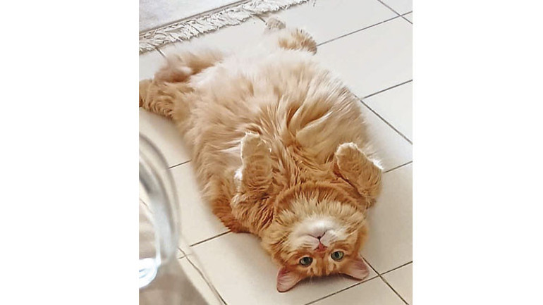 Kedi istismarına son verelim