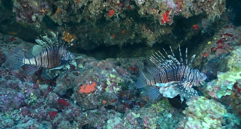Denizlerde aslan balığı tehlikesi: Yerli türleri tehdit ediyor