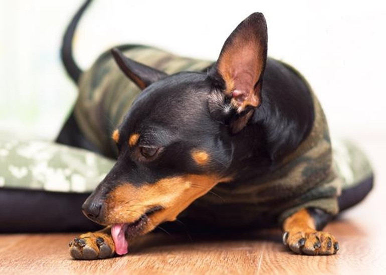 Köpekler neden patilerini yalar
