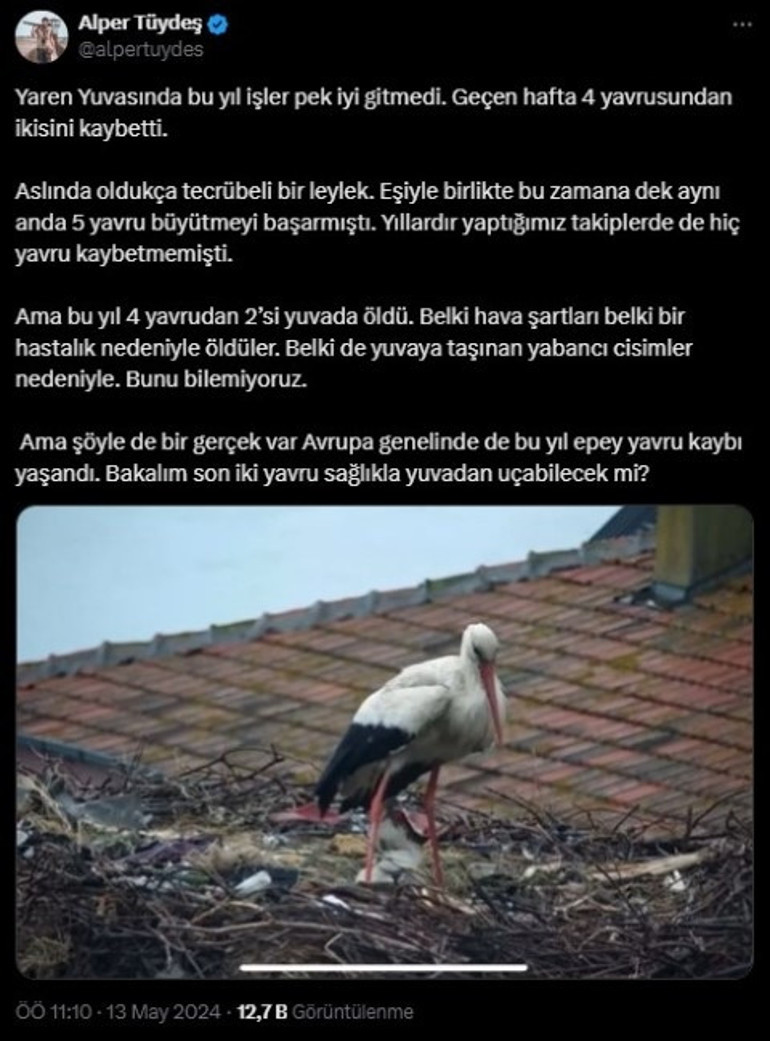 Ünü dünyaya yayılan Yaren leylekten üzen haber