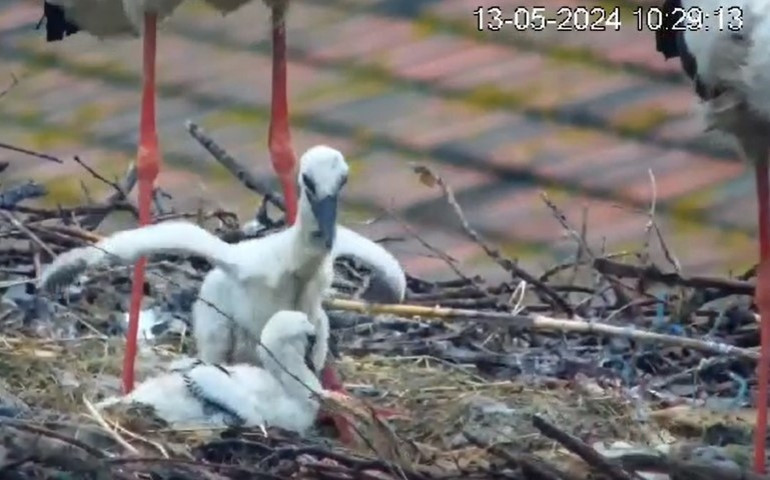 Ünü dünyaya yayılan Yaren leylekten üzen haber