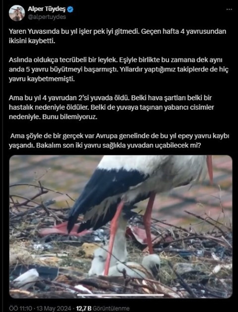 Ünü dünyaya yayılan Yaren leylekten üzen haber