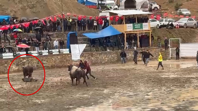Rakibinden kaçan boğa hakemin üzerinden geçti: O anlar görüntülendi