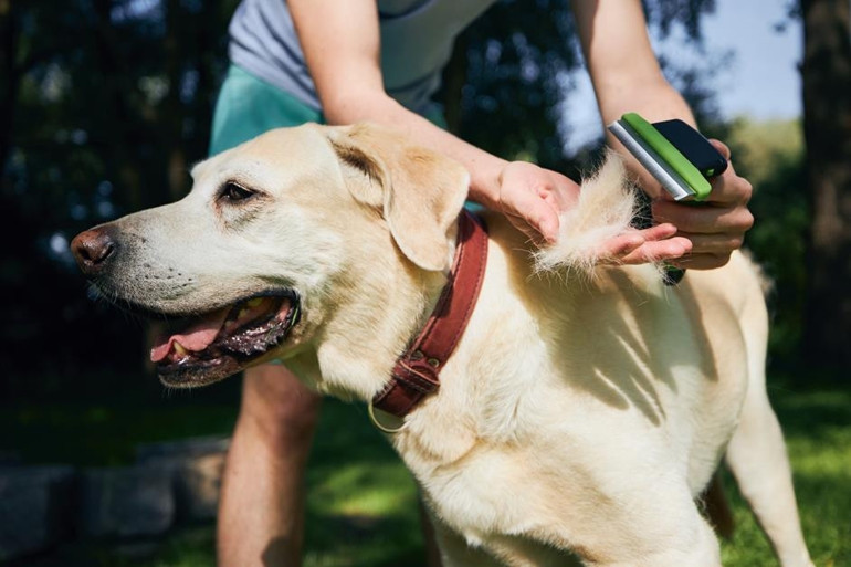 Köpeklerde tüy değiştirme