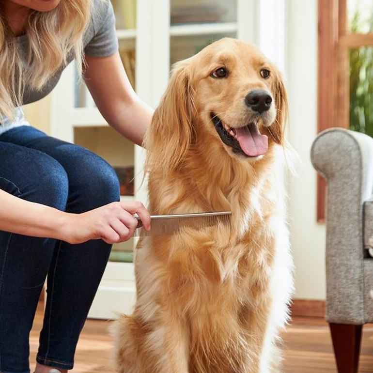 Köpeklerde tüy değiştirme
