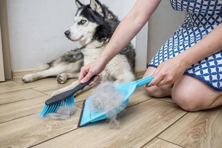 Köpeklerde tüy değiştirme