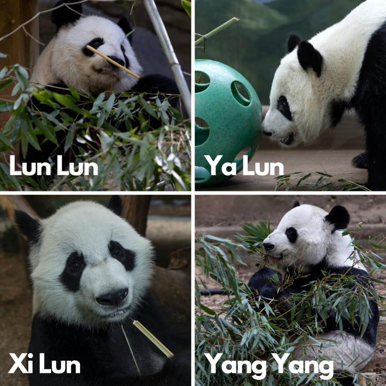 ABD’deki son 4 panda geri gönderiliyor
