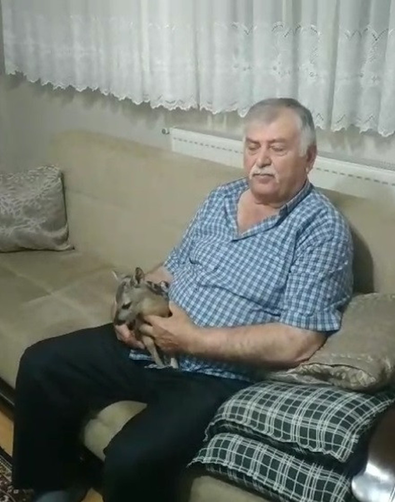 Sivastan kalpleri ısıtan görüntü: Mantar toplarken ormanda buldu, evinde bakımını yaptı