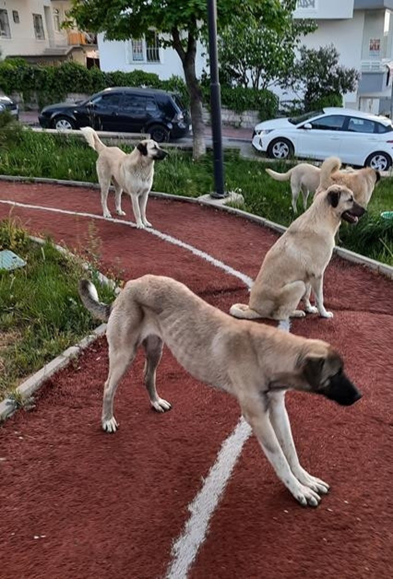 Böyle çözüm olmaz...