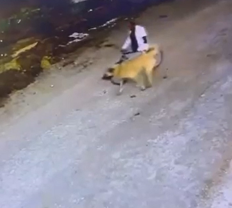 Bahçedeki Kangal köpeğini böyle çaldılar