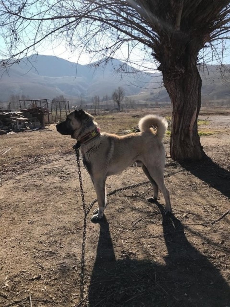 Bahçedeki Kangal köpeğini böyle çaldılar