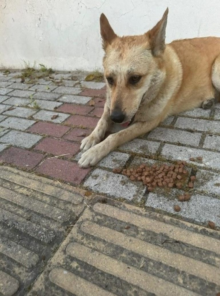 İstanbulda iğrenç olay Köpeğe cinsel istismarda bulunun şüpheli gözaltına alındı