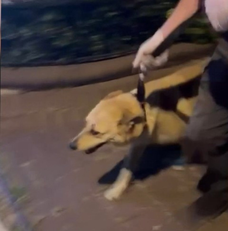 İstanbulda iğrenç olay Köpeğe cinsel istismarda bulunun şüpheli gözaltına alındı