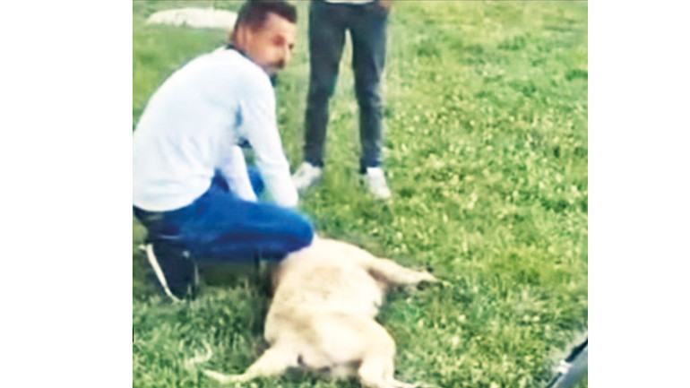 ‘Kuduz’ şüphesiyle 2 mahalle karantinada... Şanlıurfa’da hayvan severler ve büyükşehir karşı karşıya