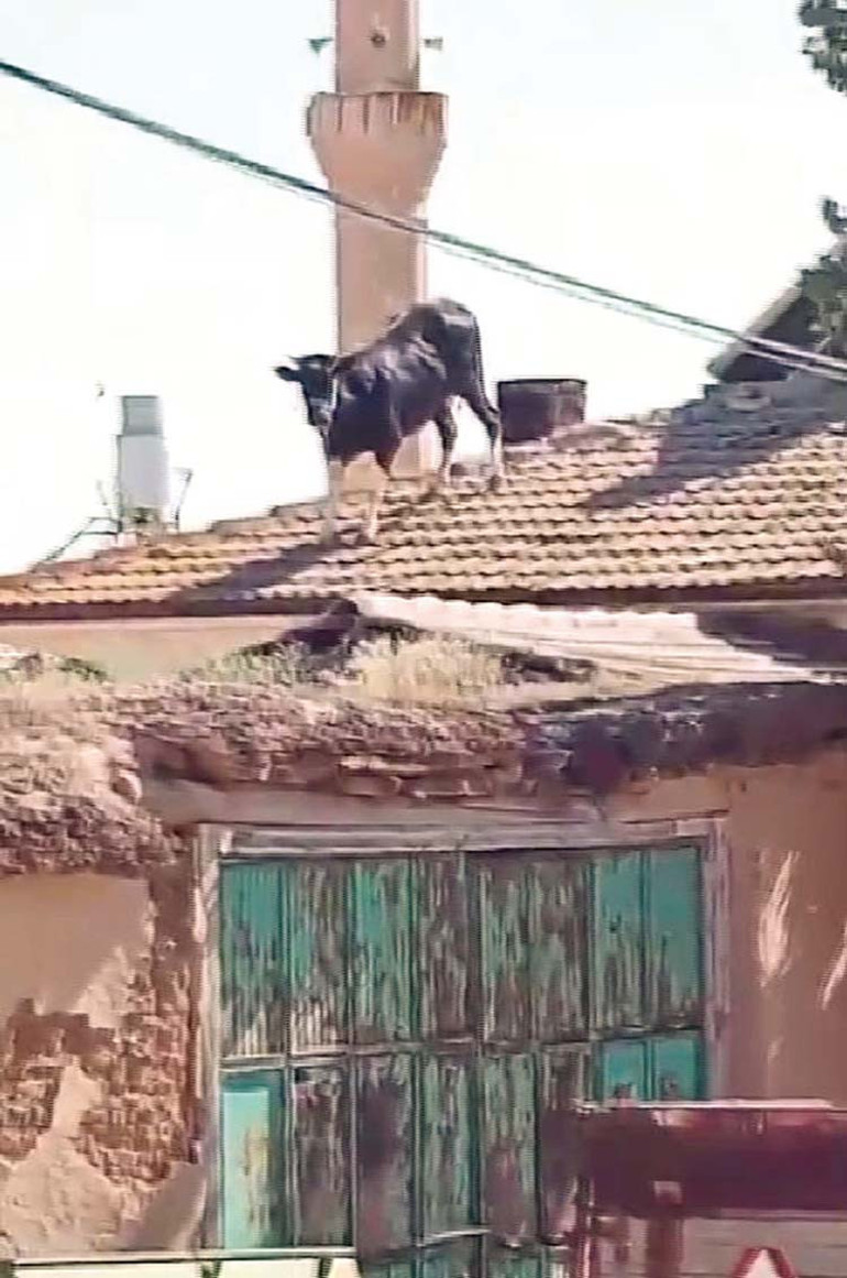 Yurttan kurban klasikleri