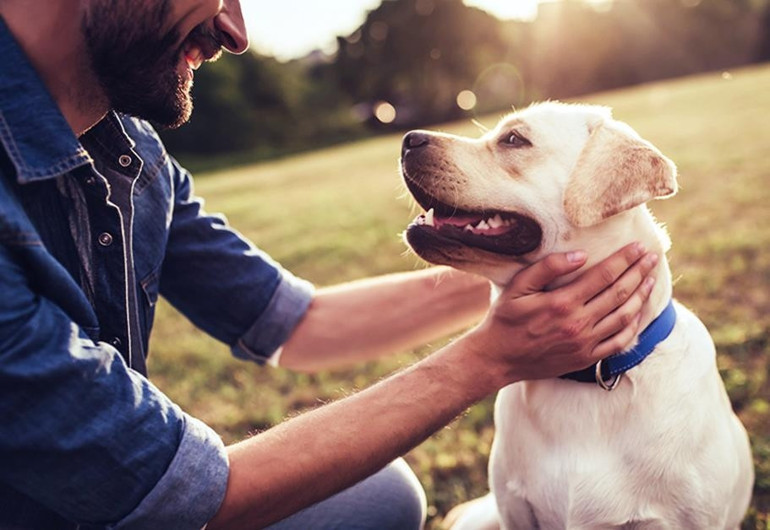 Yetişkin köpek sahiplenin