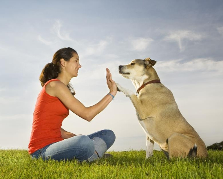 Yetişkin köpek sahiplenin