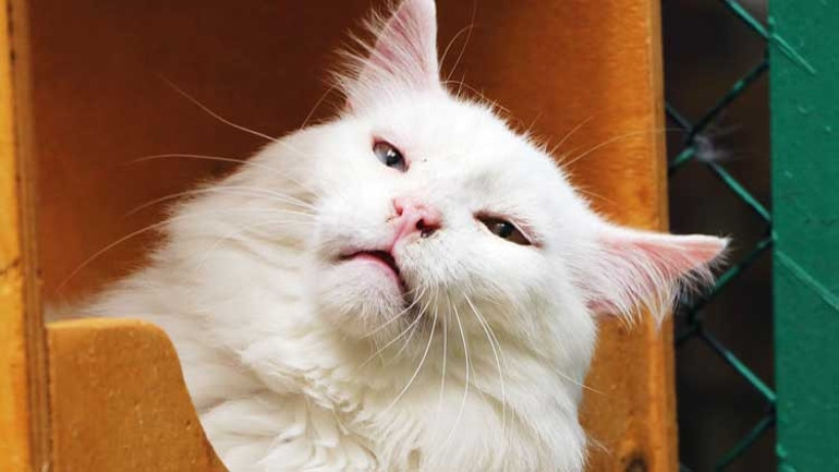 Van Kedi Villası’nın 18 yaşındaki ‘Muhtar’ı