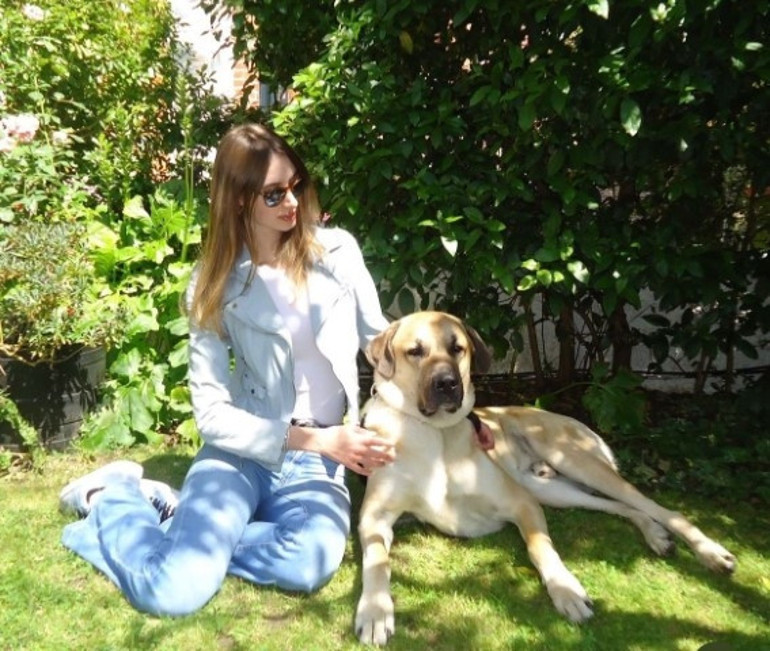 Londra sokaklarında dikkatler Pashanın üzerinde... Kangal tutkunu İngiliz kadın: Bizi Sivasa götürün