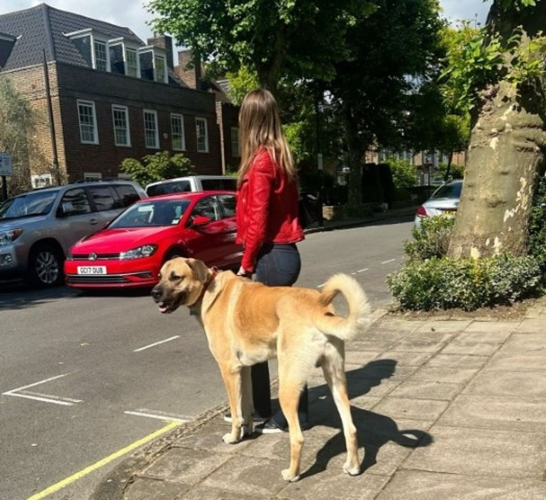 Londra sokaklarında dikkatler Pashanın üzerinde... Kangal tutkunu İngiliz kadın: Bizi Sivasa götürün