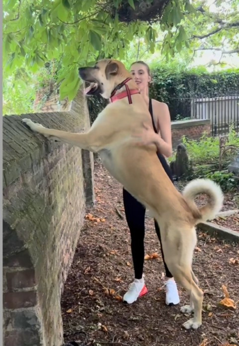 Londra sokaklarında dikkatler Pashanın üzerinde... Kangal tutkunu İngiliz kadın: Bizi Sivasa götürün