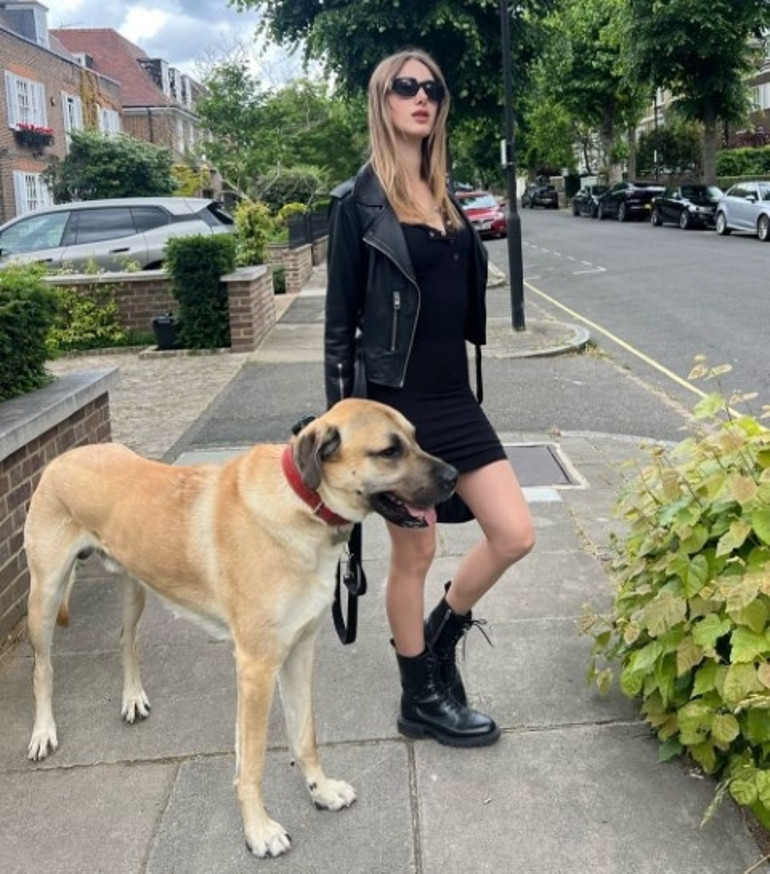 Londra sokaklarında dikkatler Pashanın üzerinde... Kangal tutkunu İngiliz kadın: Bizi Sivasa götürün