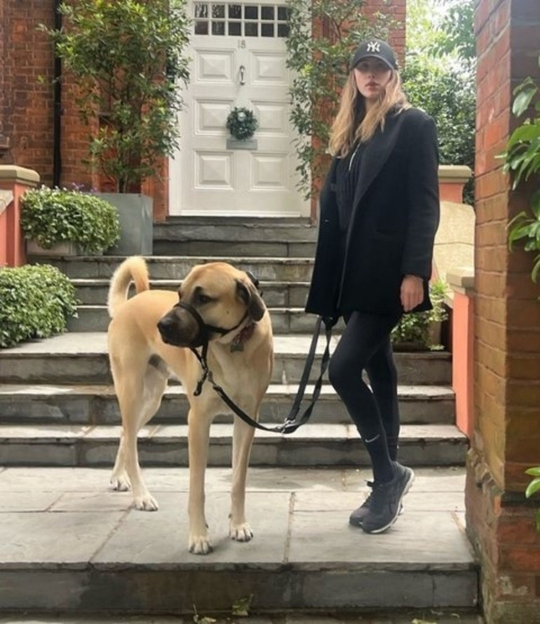 Londra sokaklarında dikkatler Pashanın üzerinde... Kangal tutkunu İngiliz kadın: Bizi Sivasa götürün