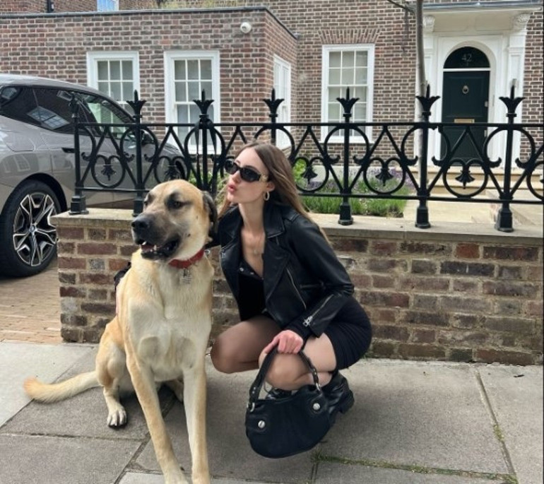 Londra sokaklarında dikkatler Pashanın üzerinde... Kangal tutkunu İngiliz kadın: Bizi Sivasa götürün