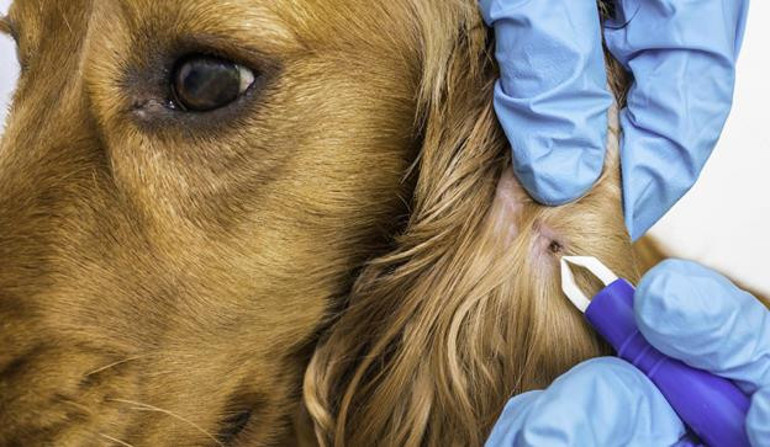 Köpeklerde dermatit