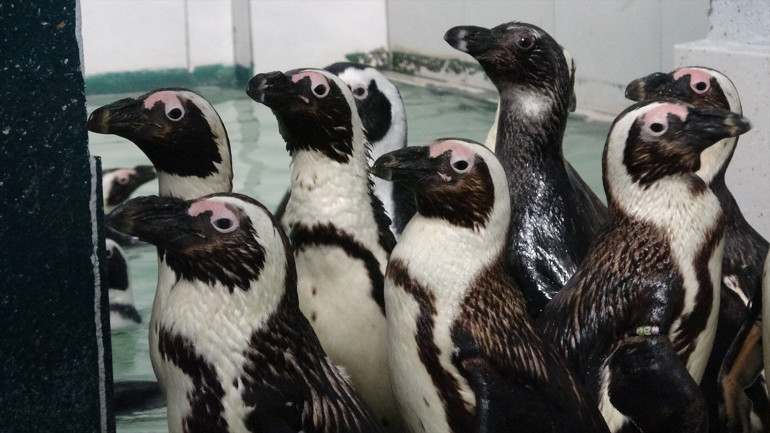 Bursada hayvanat bahçesinde penguenler için yaz uygulaması