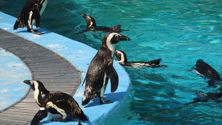 Bursada hayvanat bahçesinde penguenler için yaz uygulaması