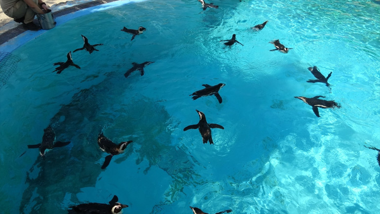 Bursada hayvanat bahçesinde penguenler için yaz uygulaması