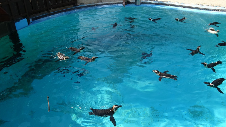Bursada hayvanat bahçesinde penguenler için yaz uygulaması