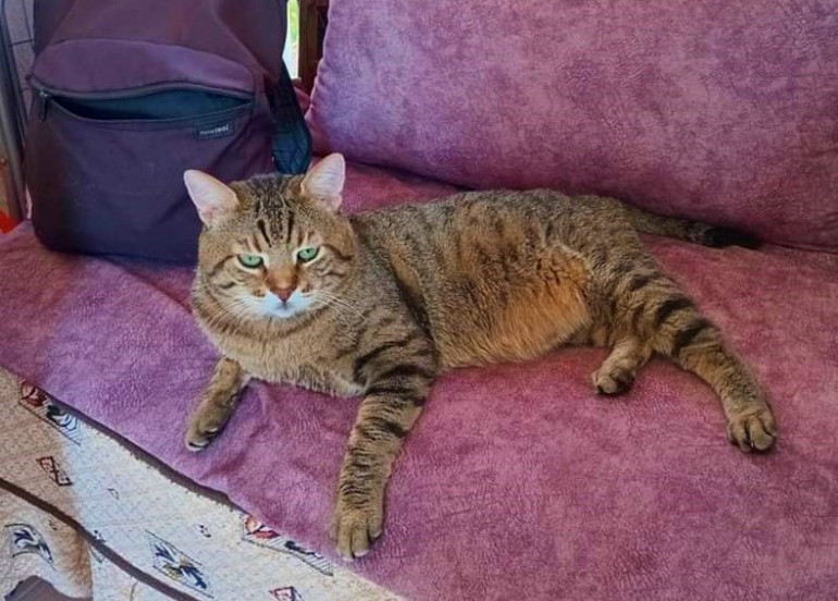 Kedi saldırısında neye uğradığını şaşırdı Kaplan gibi atladı Ben artık korkuyorum