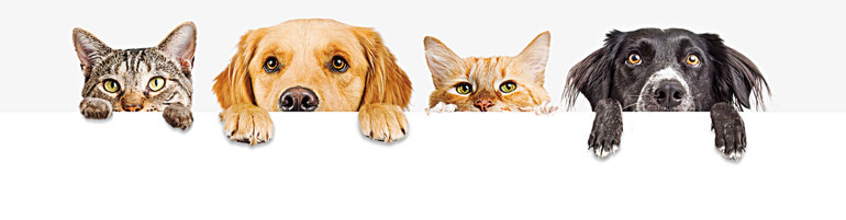 O teklif vekilleri ikiye böldü: ‘Tek çare uyutma’  olmamalı