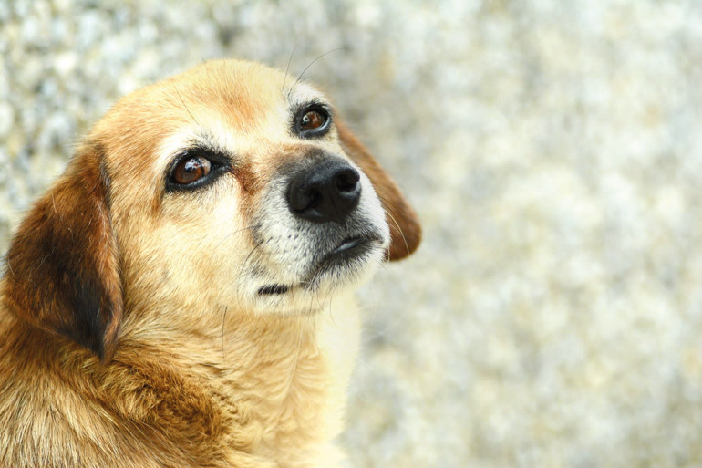 10 soruda sokak hayvanları sorunu... Dünyadaki uygulamalar nedir