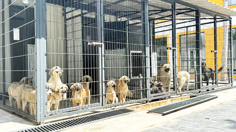 Çorum ‘birlik’le başardı: Kısırlaştırıp yaşattılar