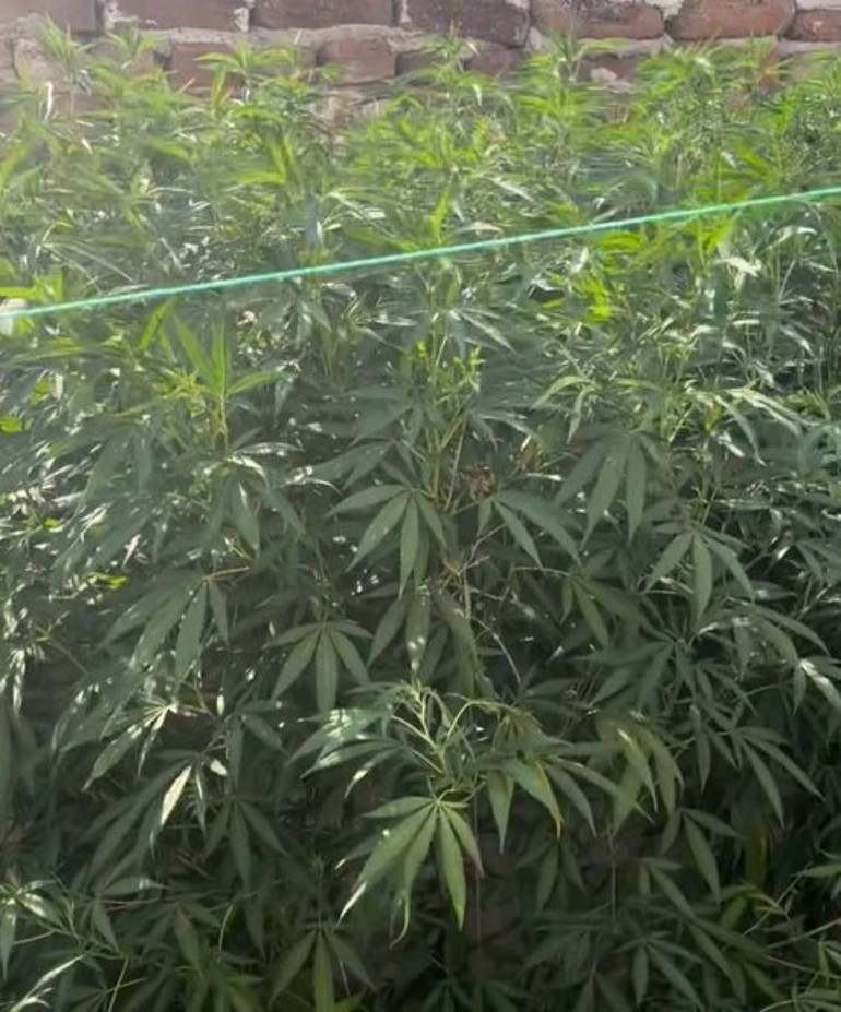 Kenevir yetiştiren şüpheliden pes dedirten savunma: Bunlar burada ekiliydi Su döktüm, büyüdüler