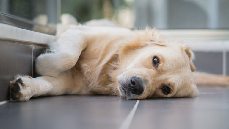Ruh halimiz onları etkiliyor