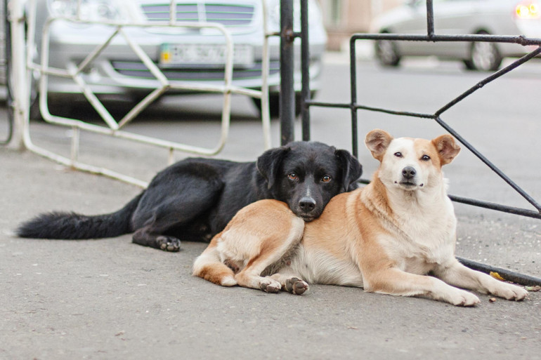 Asıl köpek katliamı şuradan çıkacak