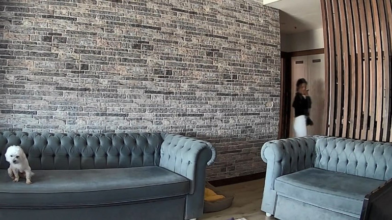 Evdeki köpek hırsızları izleyip kuyruk salladı... Tebessüm ettiren anlar kamerada