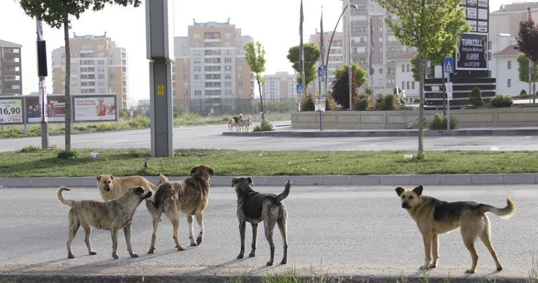 Sokak köpeklerini eğitmek ve belediyede görevlendirmek