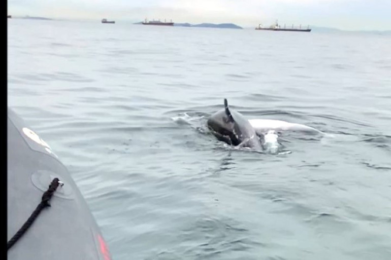 İstanbulda bilim insanlarını bile şaşırtan olay Türkiyede ilk kez yaşandı... Görünce içiniz parçalanıyor