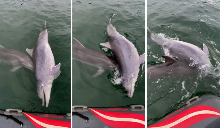 İstanbulda bilim insanlarını bile şaşırtan olay Türkiyede ilk kez yaşandı... Görünce içiniz parçalanıyor
