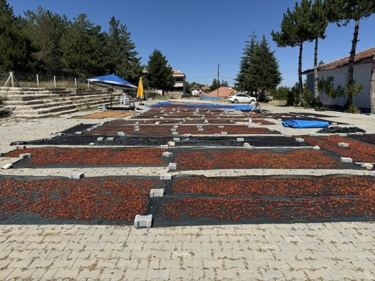 ARGE çalışması yapıp Yozgata kurdu, Japonyaya ihraç ediyor