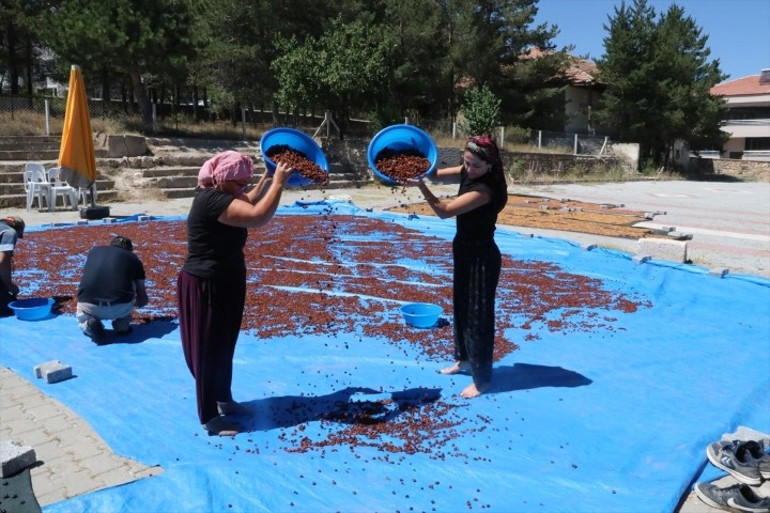 ARGE çalışması yapıp Yozgata kurdu, Japonyaya ihraç ediyor