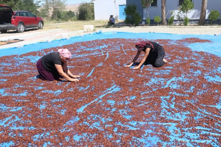 ARGE çalışması yapıp Yozgata kurdu, Japonyaya ihraç ediyor